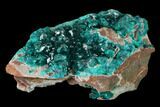 Gemmy Dioptase Crystal Cluster - N'tola Mine, Congo #148463-1